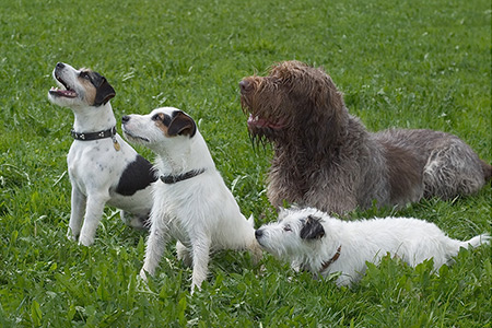 Unser Rudel mit Archie