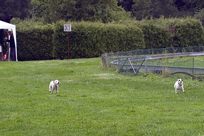 Astor auf der Hunderennbahn