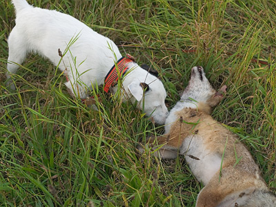 Astor nach der Nachsuche auf den Fuchs