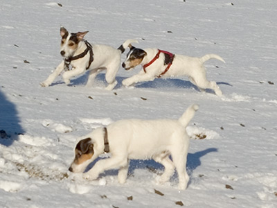 Benny, Bix und Blue