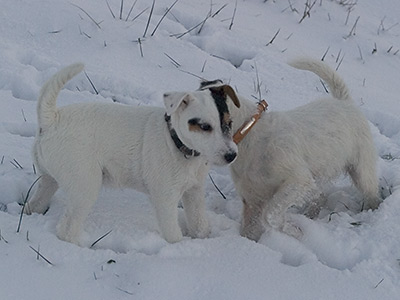 Bix im Schnee