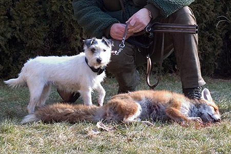 Cyrah und ihr zwanzigster gesprengte Fuchs